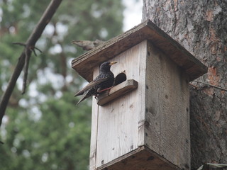 Starling near the birdhouse. Artificial bird's nest.