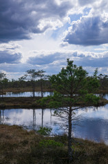 Obraz premium Swamp in a forest on early spring.