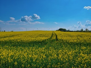 field of oilseed rape in Minsk Region of Belarus
