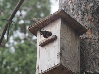Starling near the birdhouse. Artificial bird's nest.