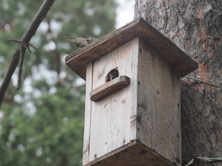 Starling near the birdhouse. Artificial bird's nest.