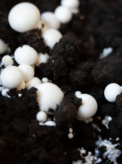 Button mushrooms in the ground