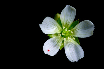 Venus Flytrap Flower, flowering Dionaea muscipula