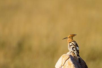 Cute colorful bird. Yellow nature background. Bird: Eurasian Hoopoe. Upupa epops. © serkanmutan