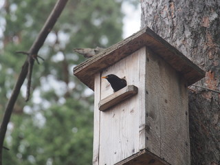 Starling near the birdhouse. Artificial bird's nest.