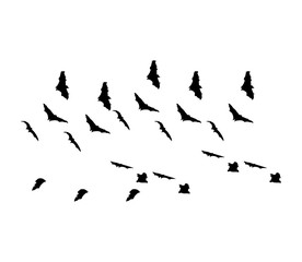silhouettes of bats flying