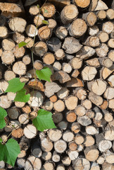 Stack of firewood and grape green vine.