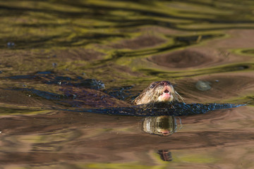Asian Short Clawed Otter