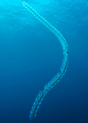 Chain of Salps in Tubbataha. The Tubbataha Reef Marine Park is UNESCO World Heritage Site in the middle of Sulu Sea, Philippines.