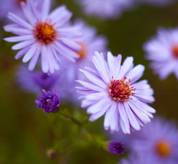 Blue aster flowers.