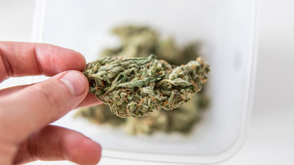 checking  fresh marijuana buds in male hands. Trimming medical marijuana