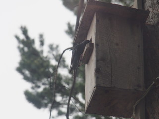 Starling near the birdhouse. Artificial bird's nest.