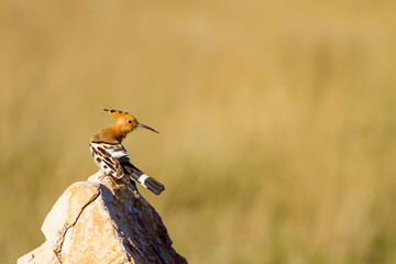 Cute colorful bird. Yellow nature background. Bird: Eurasian Hoopoe. Upupa epops. © serkanmutan