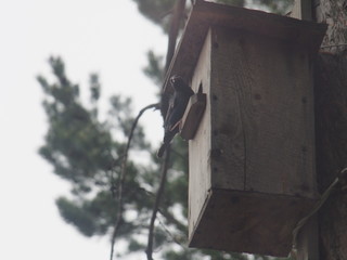 Starling near the birdhouse. Artificial bird's nest.