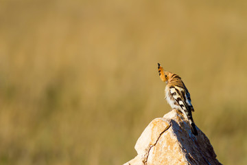 Cute colorful bird. Yellow nature background. Bird: Eurasian Hoopoe. Upupa epops. © serkanmutan