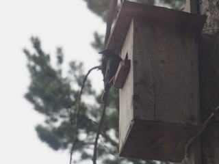 Starling near the birdhouse. Artificial bird's nest.