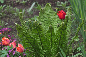 A red tulip and young fern on the city flowerbed