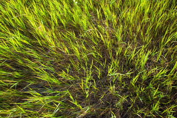 Green grass in the field