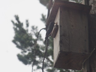 Starling near the birdhouse. Artificial bird's nest.