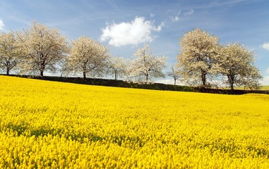 rapeseed, canola or colza field brassica napus