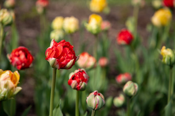 Tulips in Ottawa