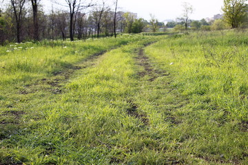 Road, flower, sun, green, tree, flowers, best, 2019, morning