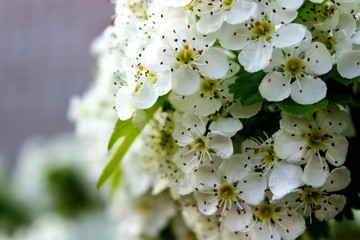 flower, sun, green, tree, flowers, best, 2019, morning, white