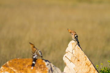 Cute colorful bird. Yellow nature background. Bird: Eurasian Hoopoe. Upupa epops. © serkanmutan