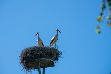 a stork couple is standing in a nest in spring