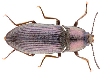 Click beetle Selatosomus gravidus isolated on white background. Dorsal view of isolated click beetle.