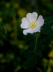 wild white rosehip flower at garden