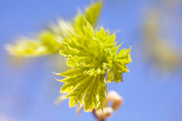 Young green leaves of the maple tree