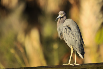 Little Blue Heron in the wetlands of south Florida