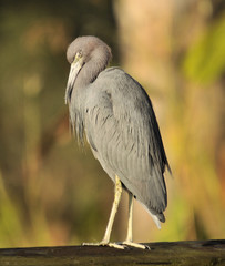Little Blue Heron in the wetlands of south Florida