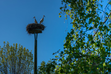 a stork couple is standing in a nest in spring