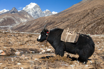 Black yak on the way to Everest base camp - Nepal