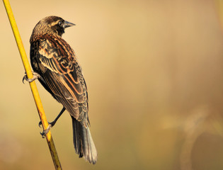 Redwing Blackbird Juvenile in the South Florida wetlands