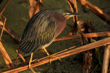 Green Heron in the Florida Wetlands
