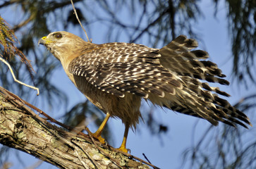 Red Shoulder Hawk in the south Florida wetlands