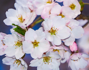 White cherry blossom at High Park