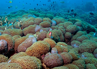 Pristine coral reefs in Tubbataha. The Tubbataha Reef Marine Park is UNESCO World Heritage Site in the middle of Sulu Sea, Philippines.