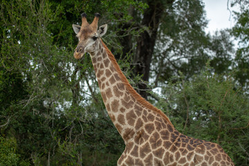 The beautiful savanna giraffe photographed in the lowveld of southern africa
