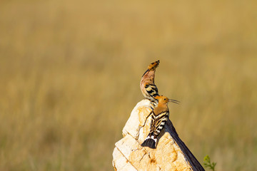 Cute colorful bird. Yellow nature background. Bird: Eurasian Hoopoe. Upupa epops. © serkanmutan