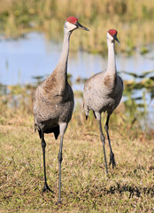 Sandhill Cranes at the Arthur R Marshall Wildlife Preserve near Boynton Beach, Florida
