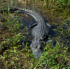 Alligator in the wetlands of south Florida