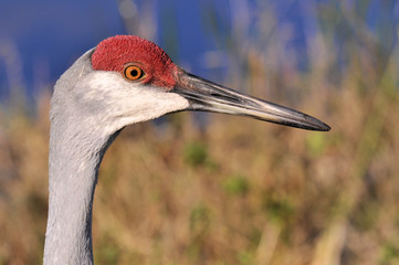 Sandhill Cranes at the Arthur R Marshall Wildlife Preserve near Boynton Beach, Florida