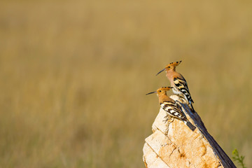 Cute colorful bird. Yellow nature background. Bird: Eurasian Hoopoe. Upupa epops.