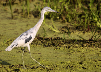 Juvenile Blue Heron in the wetlands of south Florida