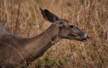 White Tail Deer Doe in south Florida