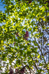 Lilac tree flowers in early stage of blooming seen upwards against blue sky